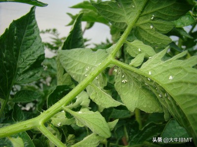 广州满天飞的小飞虫有什么危害,天津出现大量小飞虫是什么