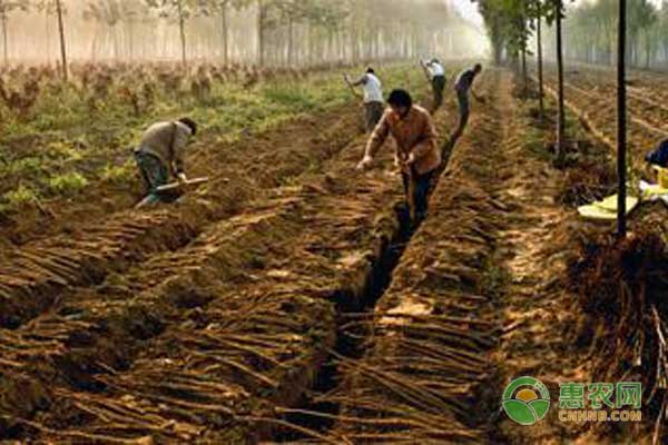 山药长芽了能种活吗,山药怎么保存才不长芽