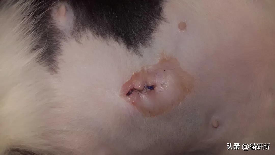 猫咪术后感染是什么表现,猫咪做完手术应激是怎么造成的