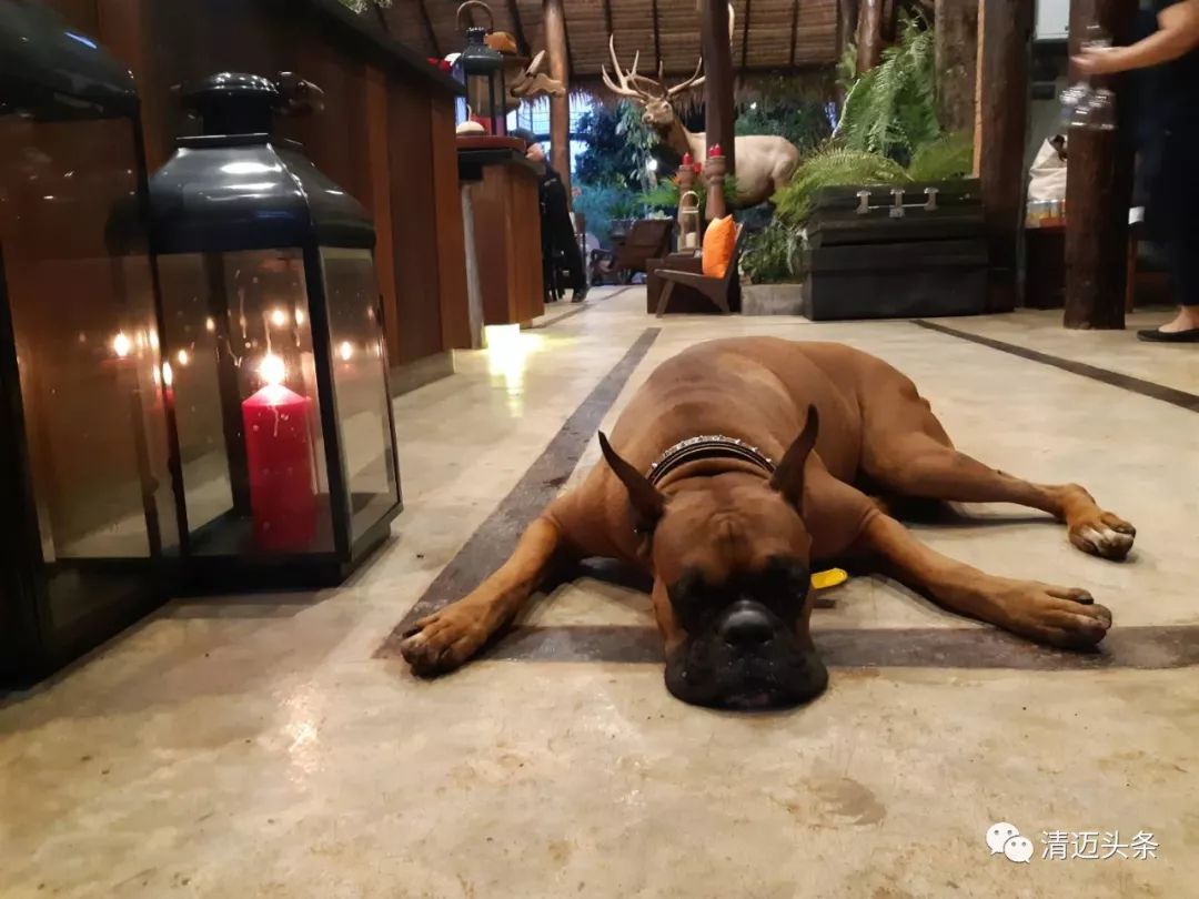 泰国清迈小众餐厅,清迈米其林餐厅kiew