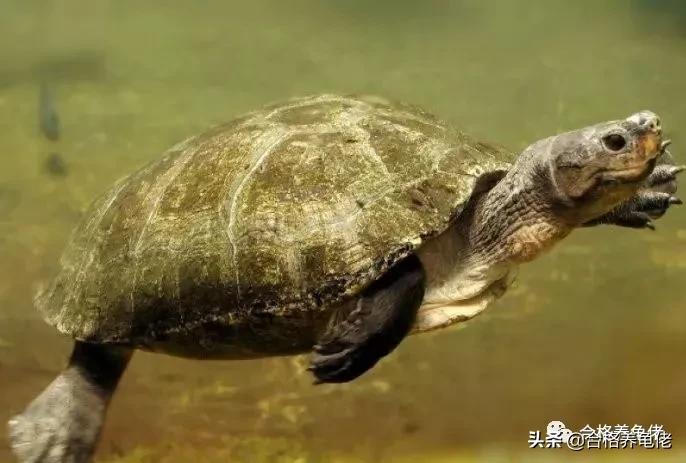 龟断尾干养多久才好,小青龟断尾怎么回事