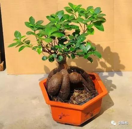 榕树也叫摇钱树，给人带来好运和财富！榕树怎么养？