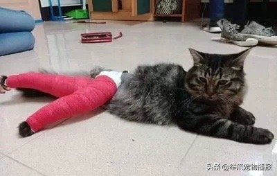 被萌化了的小动物,萌化了被宠物治愈的瞬间