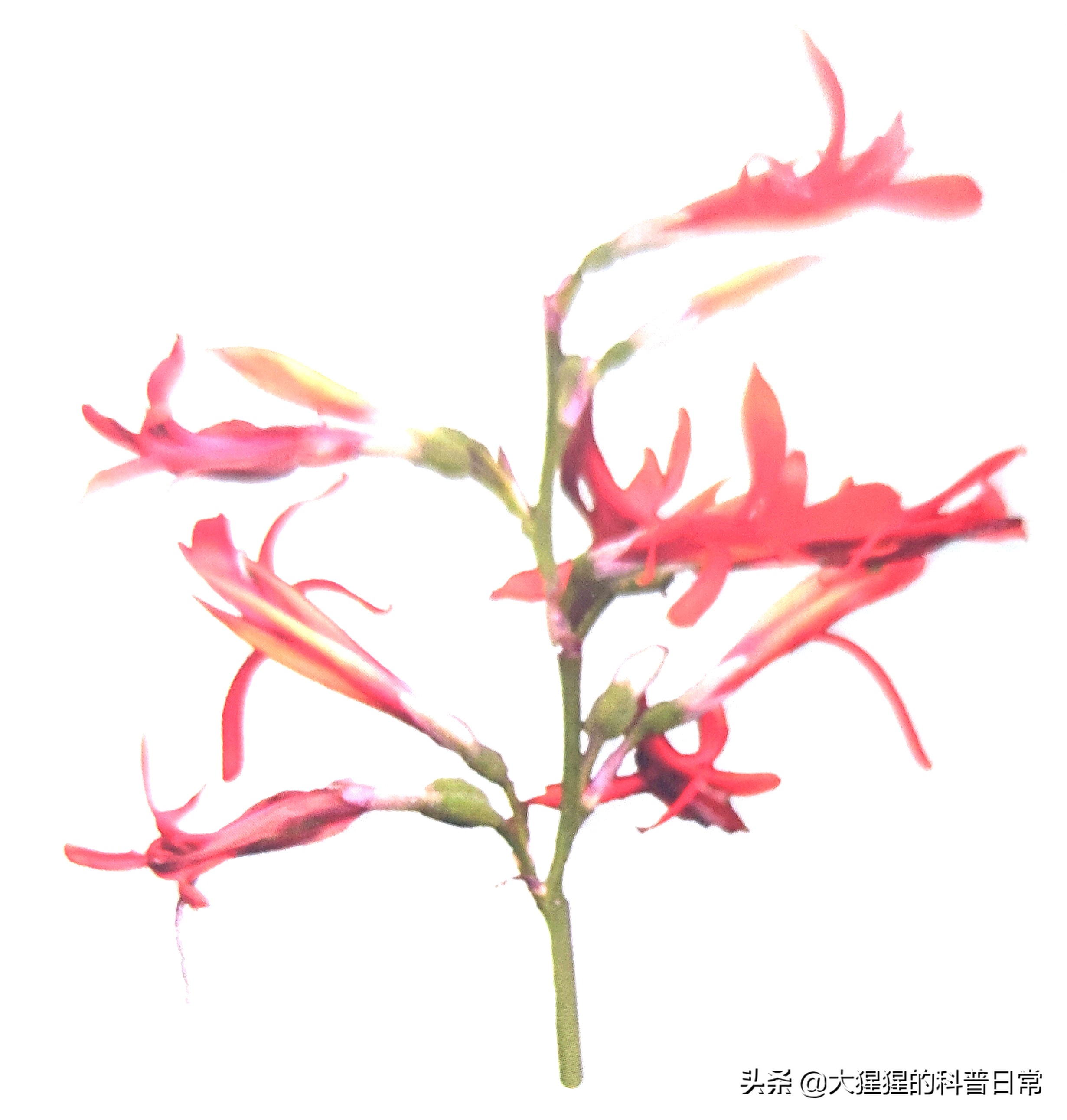 单子叶植物双子叶植物的简图,单子叶植物叶脉是什么