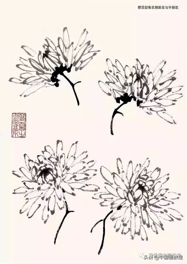 菊花花头花苞画法,菊花花头的画法步骤图片