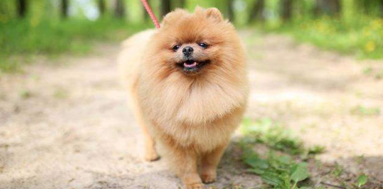 养母狗常识,幼狗如何预防生病