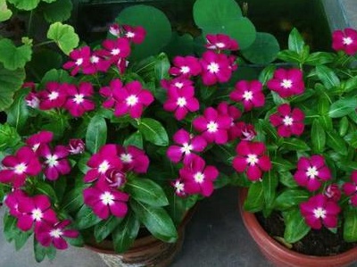 养花不茂盛怎么办,怎样养花长得茂盛又好看