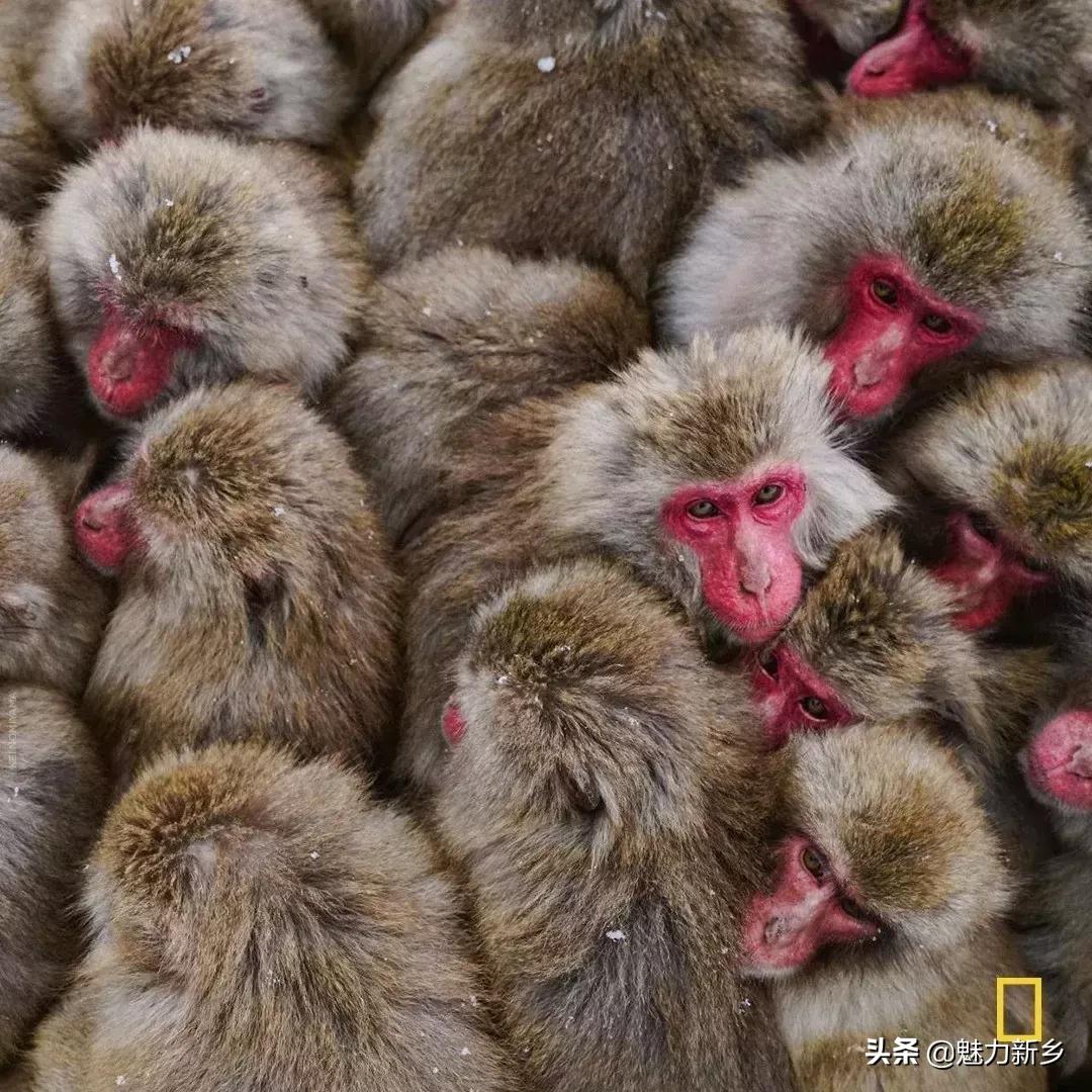 美国国家地理杂志2020摄影作品,美国国家地理杂志摄影展