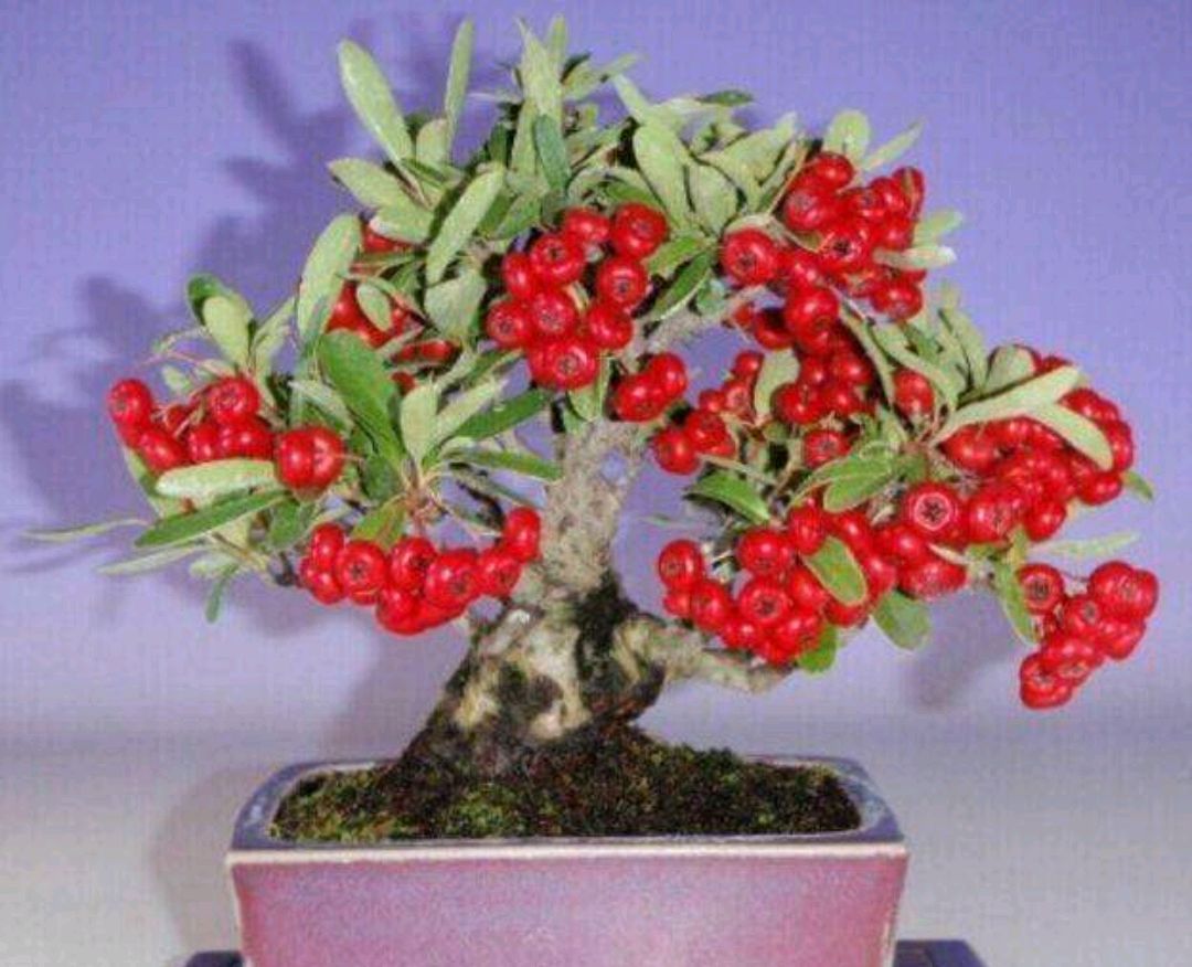 火棘盆景如何养护,火棘分有刺和无刺哪种能做盆景