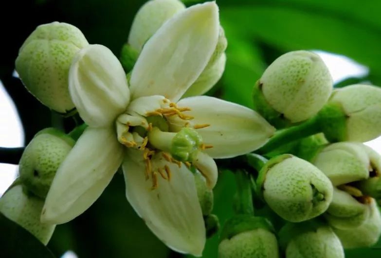 赤霉素在柑桔上有什么作用,柑橘农药100个基础知识