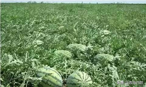 西瓜被人偷倒赔300后续发展,西瓜被人偷反赔300块完整版