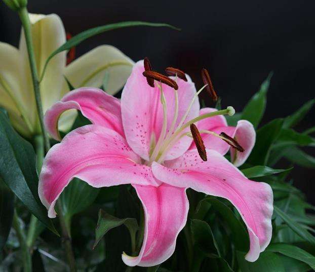 百合花开了花瓣能喷水吗,百合花的养护方法室内花瓶