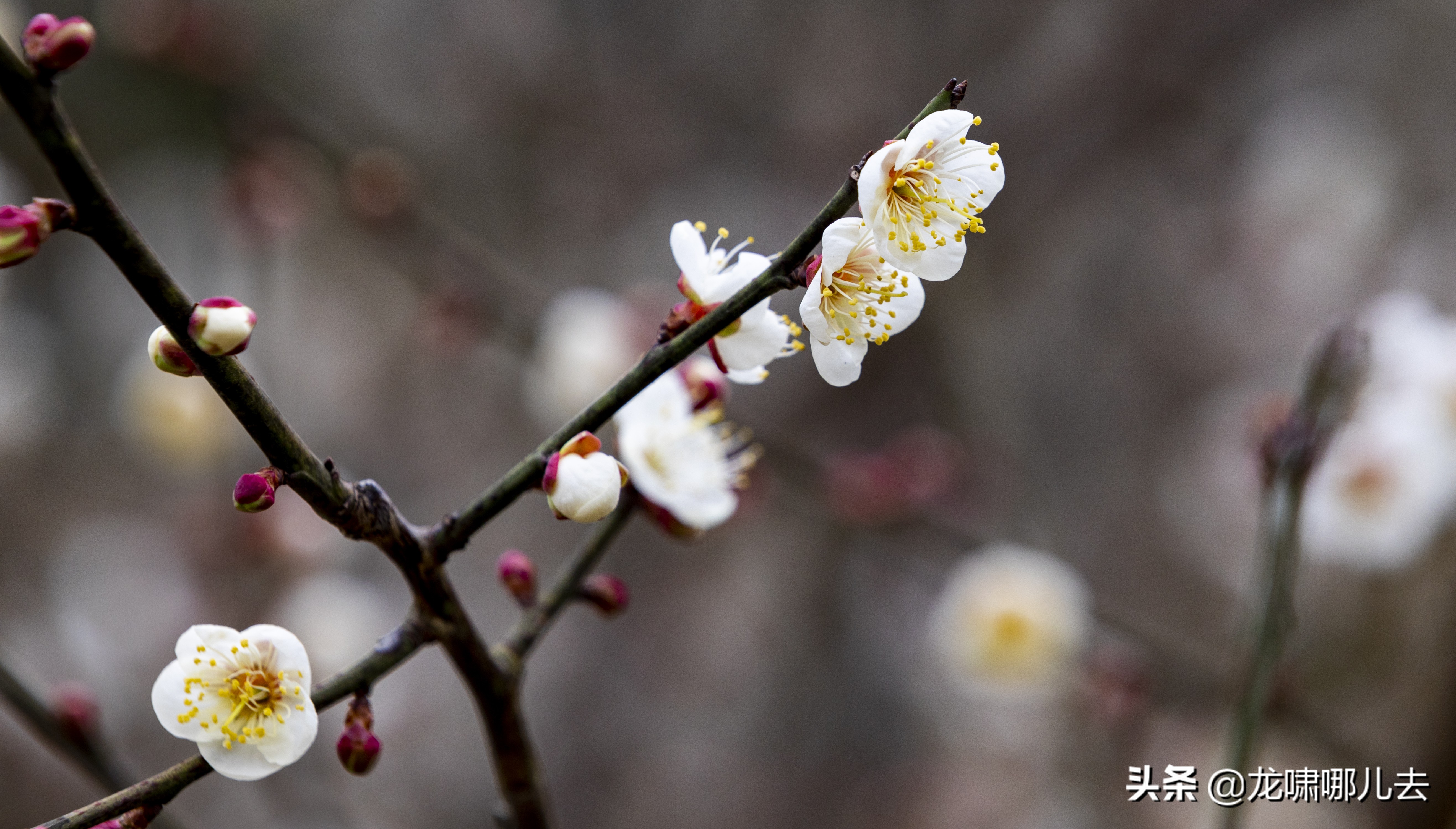 梁化梅园梅花观赏最佳时间,惠州梁化梅园看梅花时间