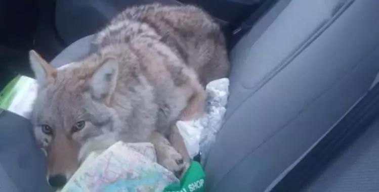 上班时捡到一只宠物狗,小哥出门捡到一只流浪小狗