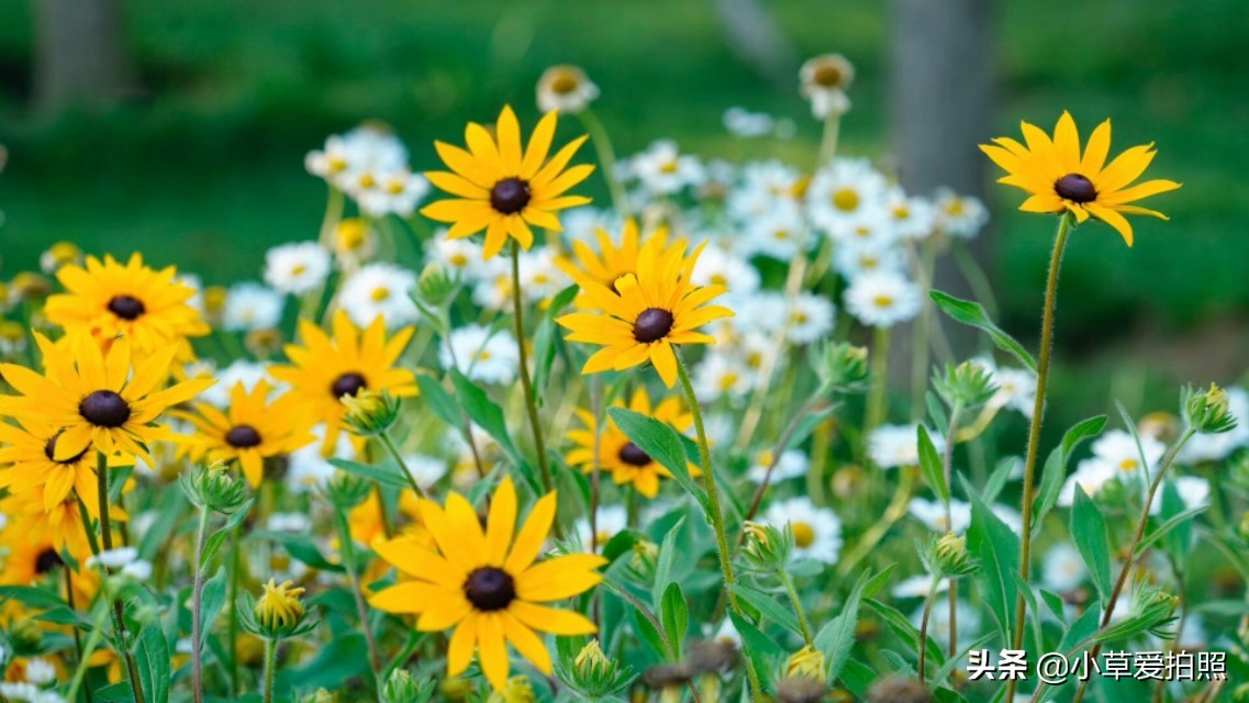 威海羊亭公园有什么好玩的,威海羊亭湿地公园四季美景