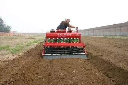 小麦枯萎发黄死苗怎么回事,小麦发黄有死苗什么原因怎样治