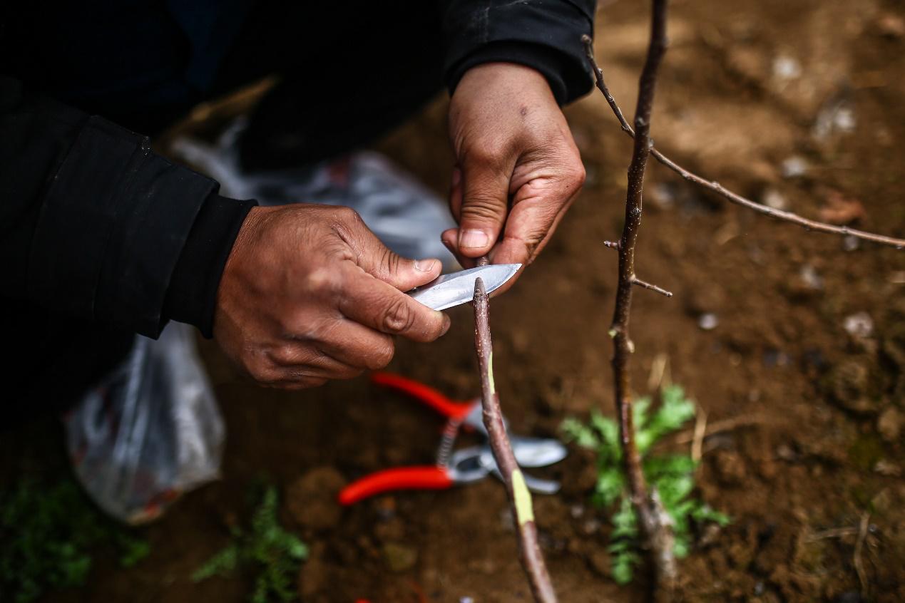农民种树致富,种树致富之路