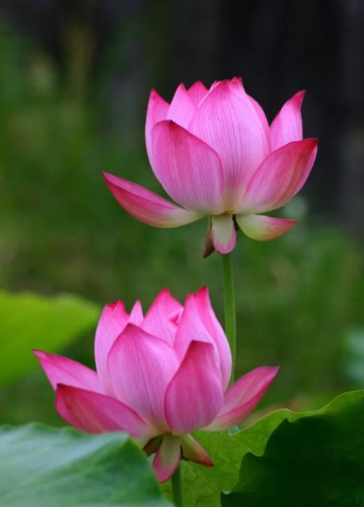 中国水墨荷花欣赏映日荷花别样红,映日荷花别样红写的是哪里的荷花