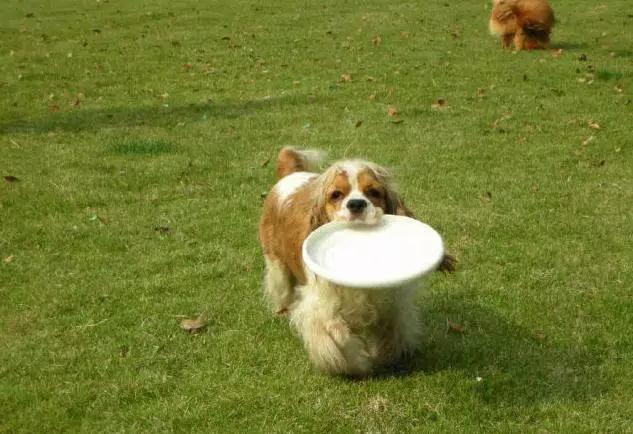 推荐各种狗狗的类型,10种有型罕见的狗狗