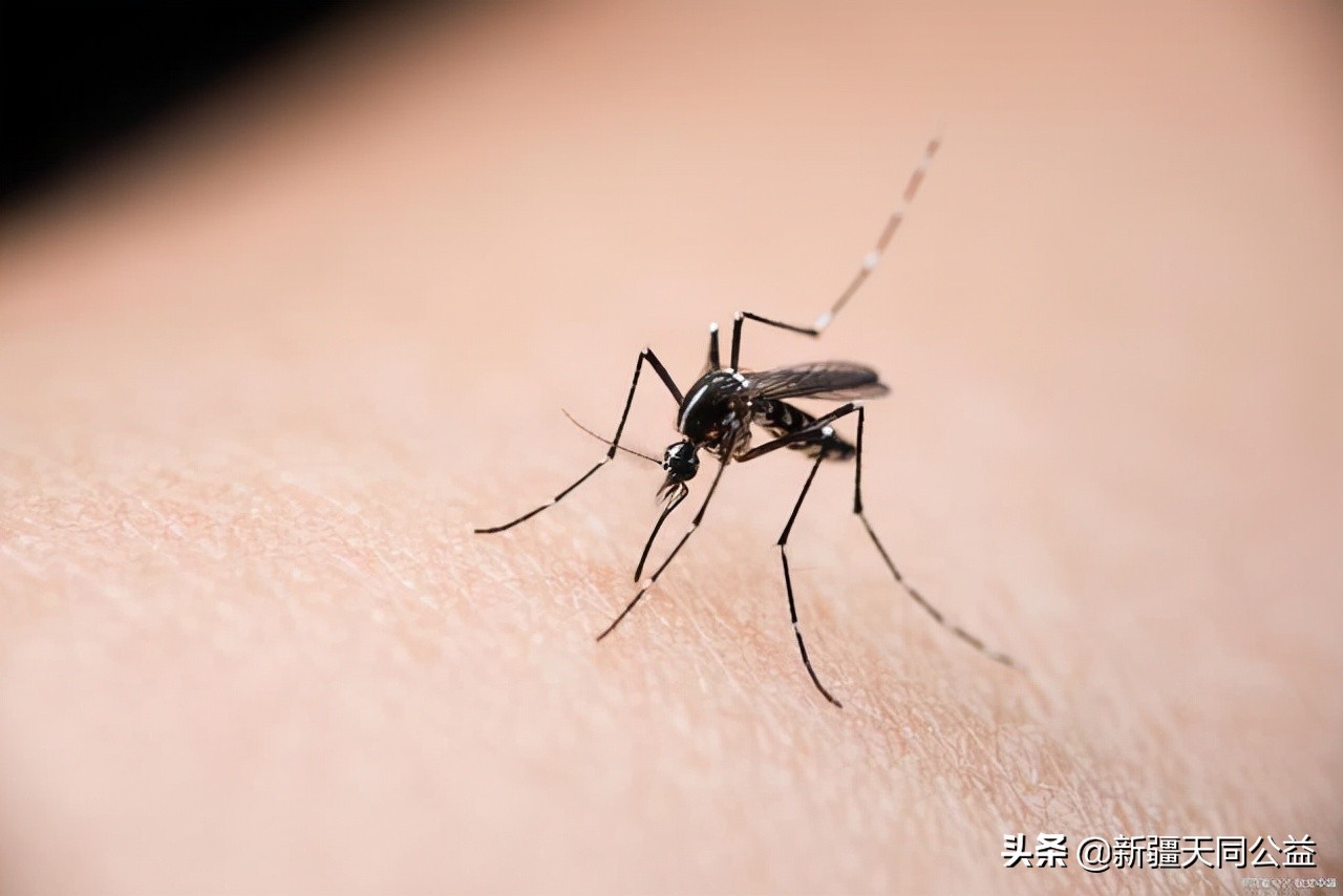 蚊子吸的血会传染艾滋病吗,蚊子吸了艾滋病血会再传染别人吗