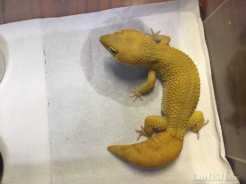 豹纹守宫尾巴扎破了一点点,豹纹守宫掉几次尾巴就不长了