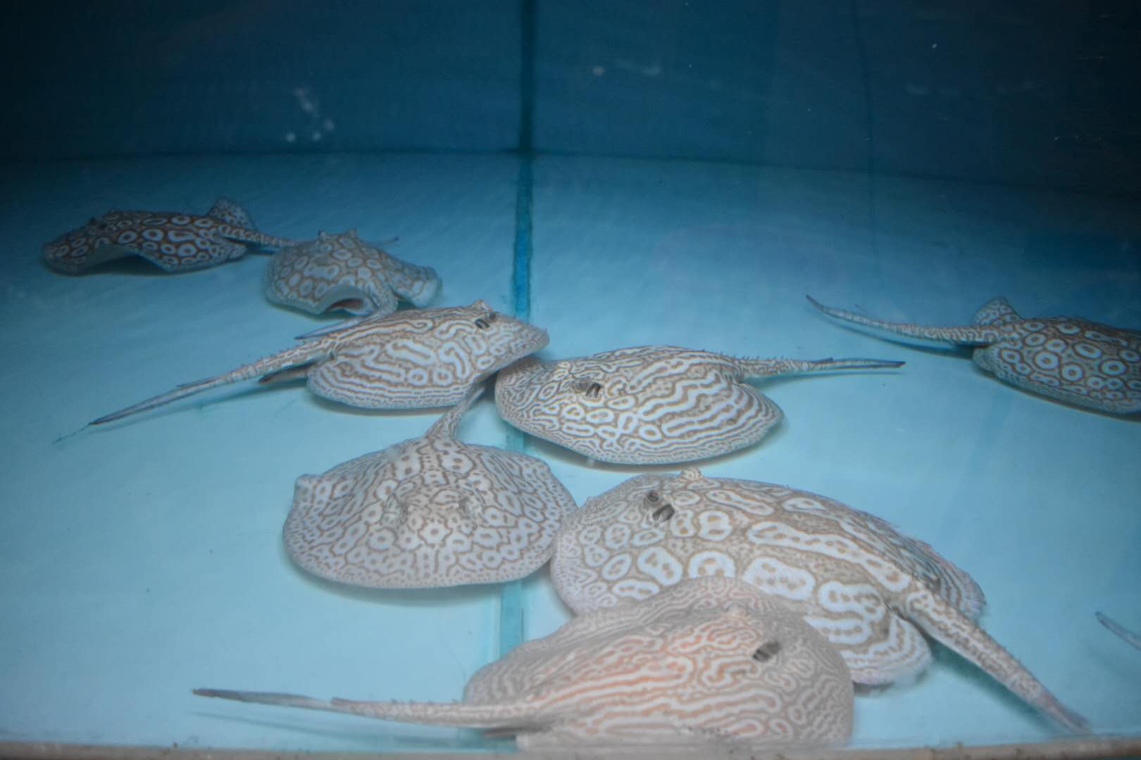 楠羽魟鱼,楠羽养鱼经全集