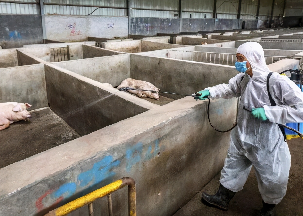 母猪产后容易遭受的2大疾病必看,母猪常见产后疾病的治疗原则