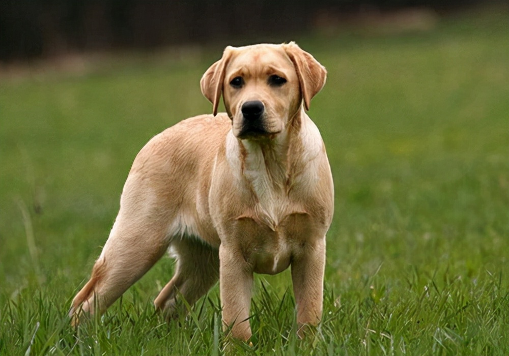 狗狗瘸腿了吃什么药,狗狗瘸了怎么才知道是不是骨折