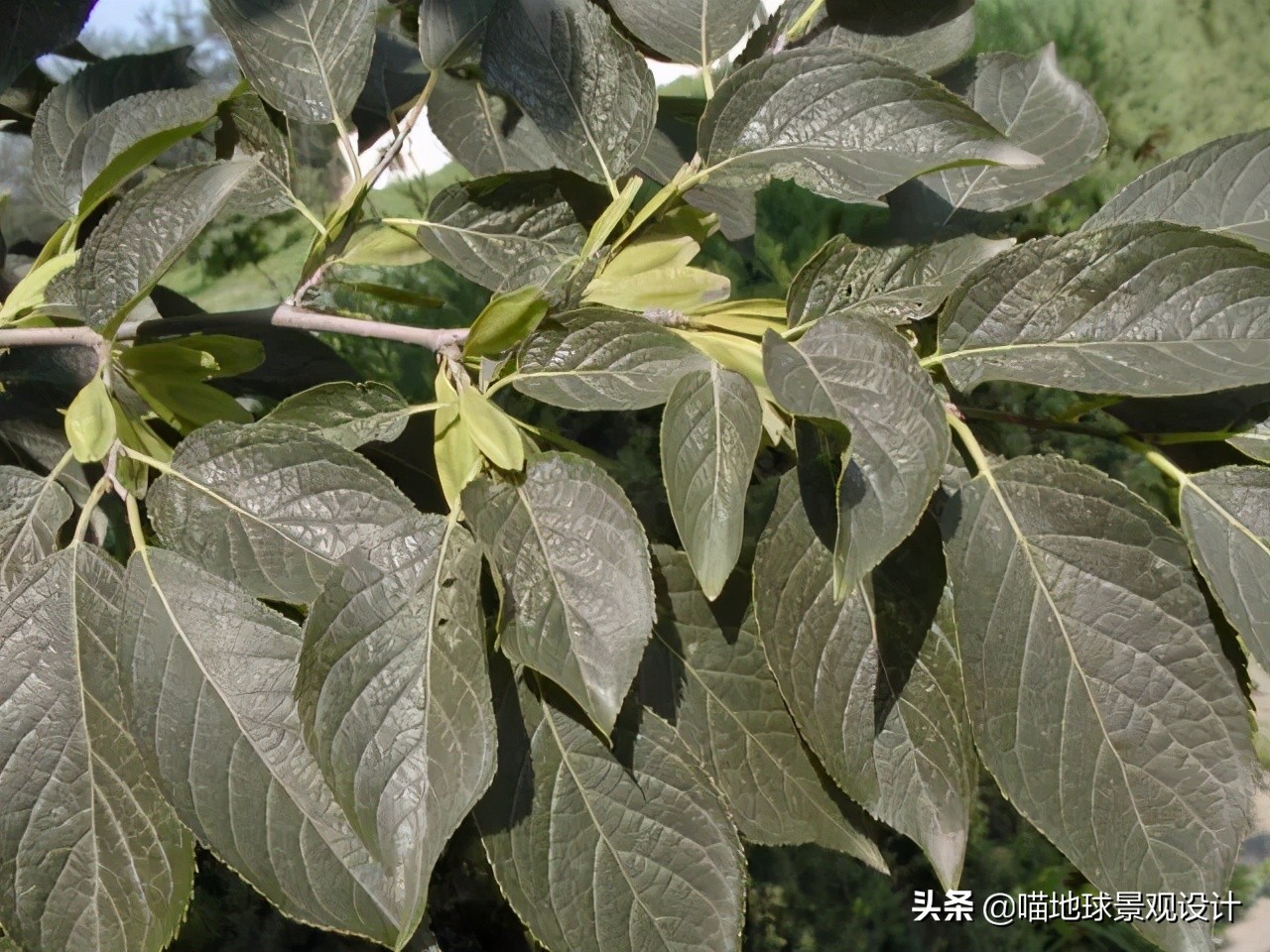 耐旱耐盐碱植物有哪些,耐盐碱的植物有哪些