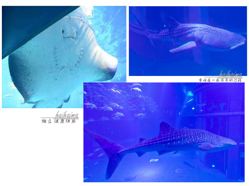 日本儿童海洋世界游玩攻略,海底世界亲子游推荐