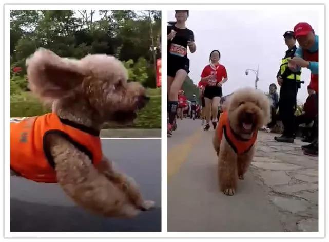 为什么泰迪弃养率越来越高,泰迪为什么弃养率这么高