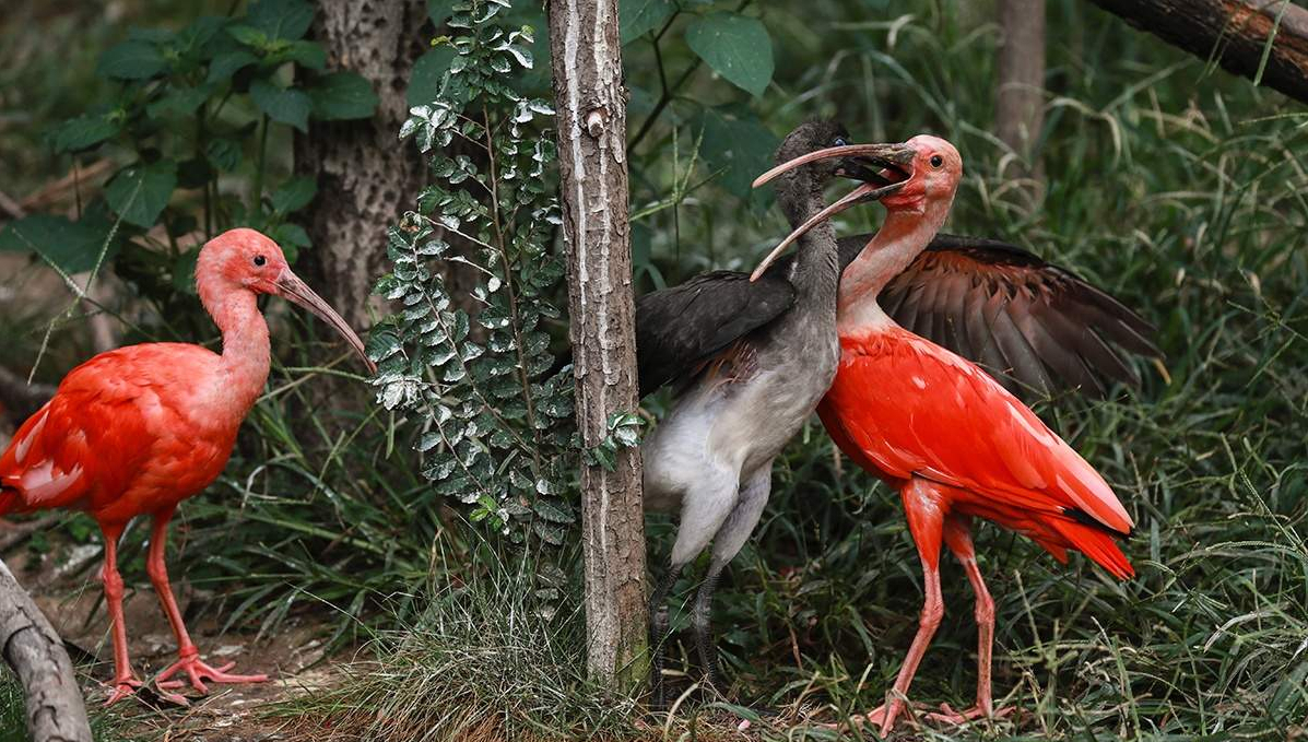 上海热门旅游景点上海野生动物园旅游攻略低音号语音导游
