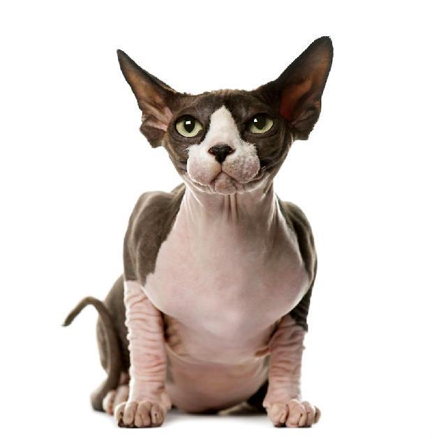 世界上最致命的猫黑足猫,世界十大奇特的猫你见过哪一种