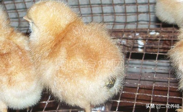 小鸡粪便糊肛怎么治疗,小鸡粪便糊肛喂什么药