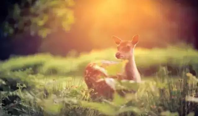 天津静海油菜花景点在哪里,天津油菜花旅游最佳路线图