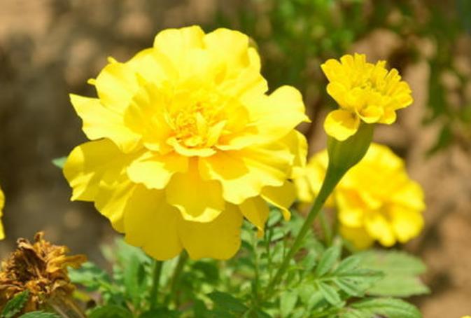 万寿菊感染斑枯病和花腐病,掌握这五个办法,枯萎病斑立马褪散