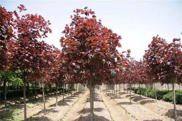 苗价最新消息,苗价大幅上涨