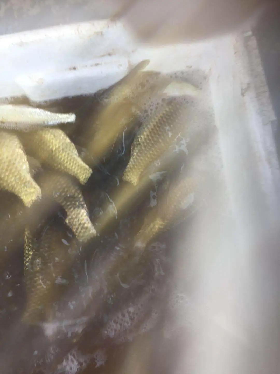 黑龙滩可以用海竿钓吗,黑龙滩的鱼好不好钓