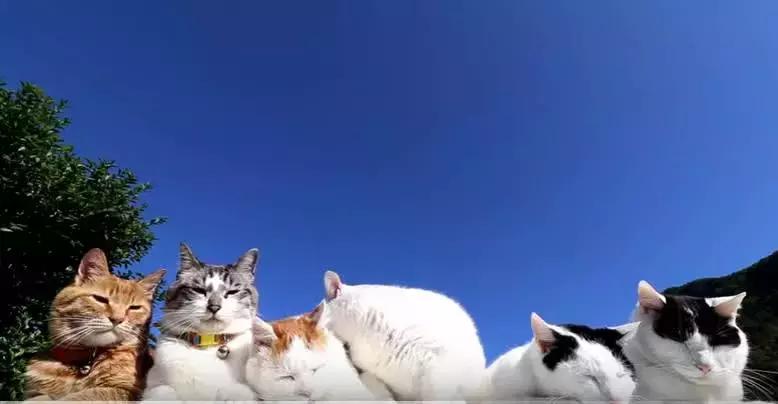 猫癣传染人如何才能治好,猫癣怎么治才不会复发