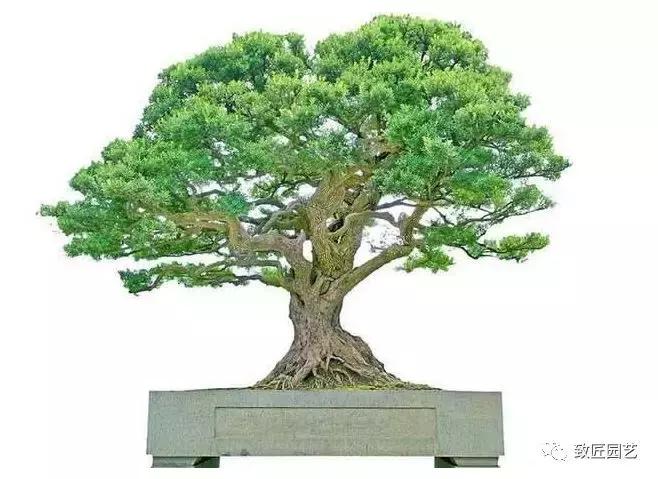 九款罕见名贵盆景懂行一眼就看上 (全世界最贵的100棵真柏盆景)