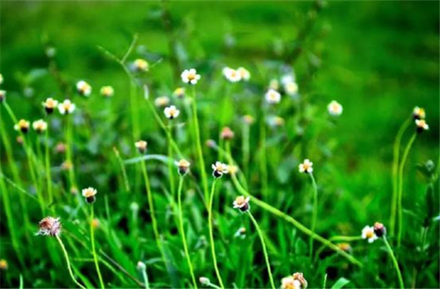 关于柳树的古诗词大全四句,梅和柳的古诗词各五首