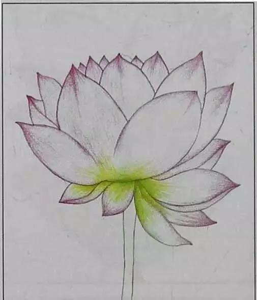 画荷塘与荷花,画一张美丽的荷塘画