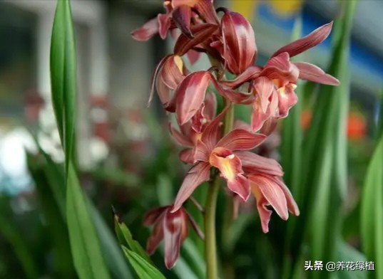 兰花是怎样分类的,兰花分为哪些品种