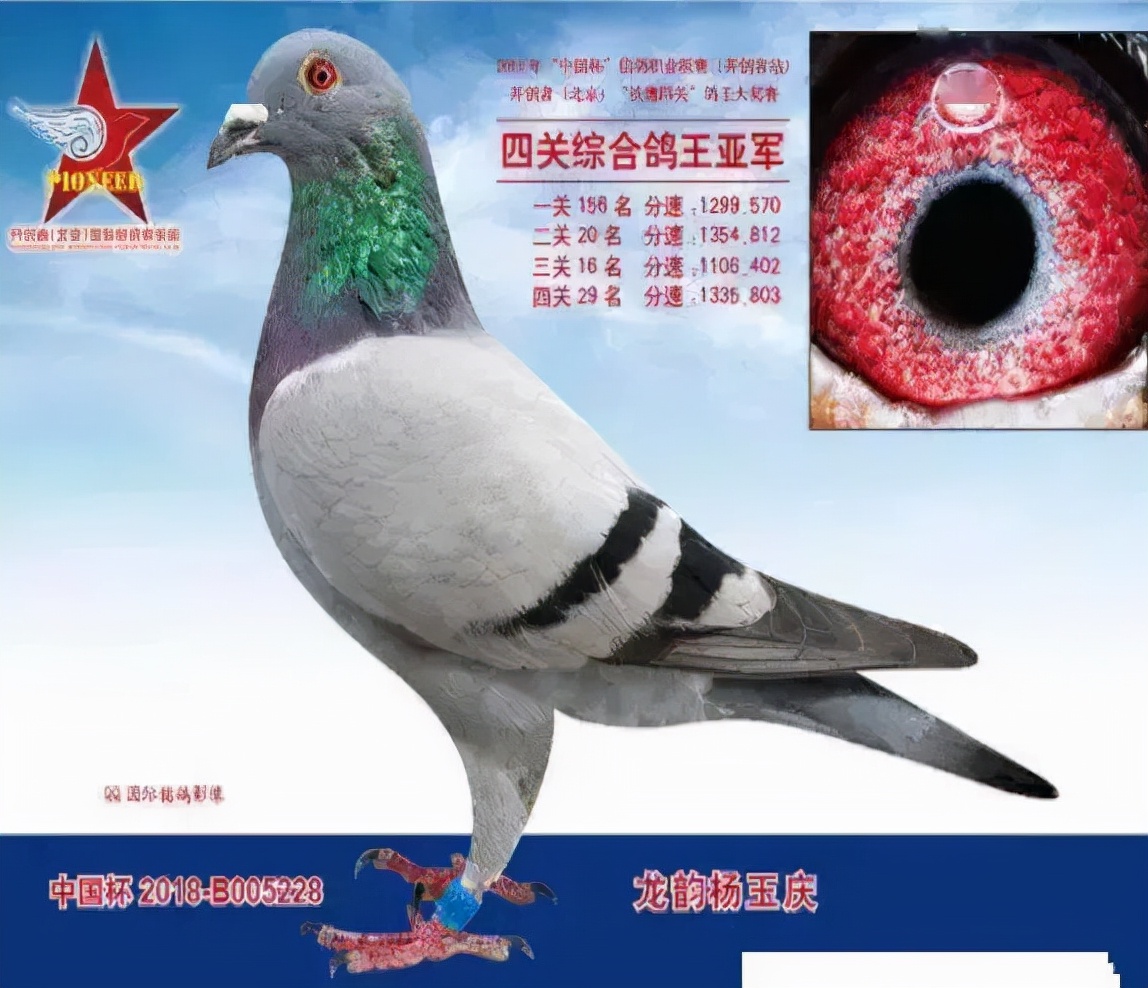 2019年最贵赛鸽成交价,赛鸽百万奖金
