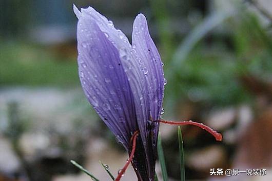 世界上最好看的最贵的十种花,世界上最高贵的前十种花