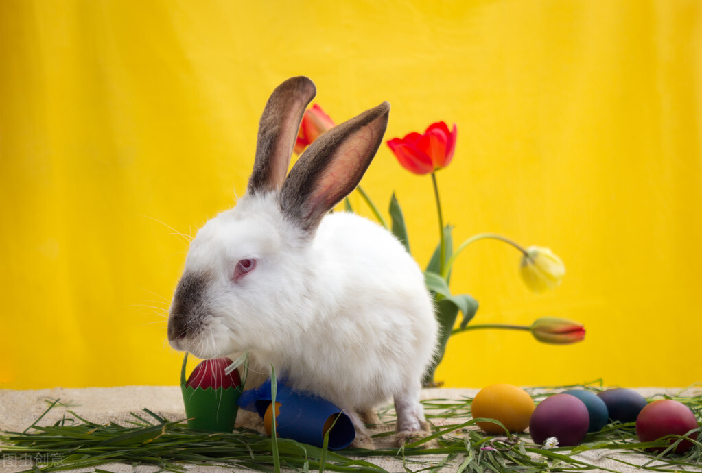 小兔子的脚烂了怎么办,小兔子脚总是湿湿的