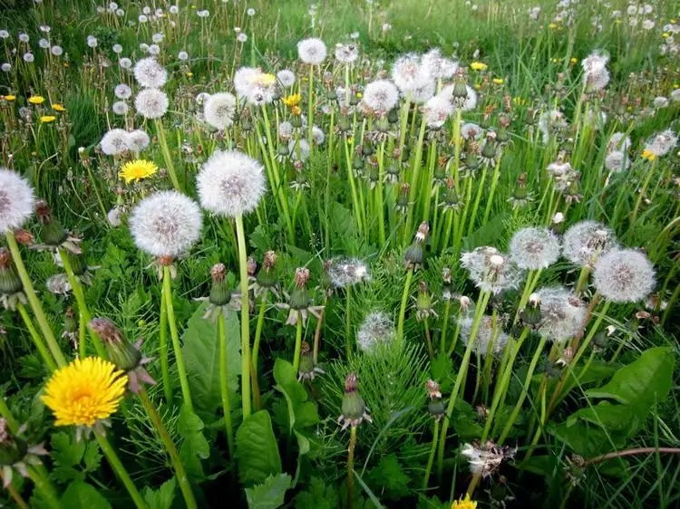 被马蜂蛰伤就医,被马蜂蛰伤休克