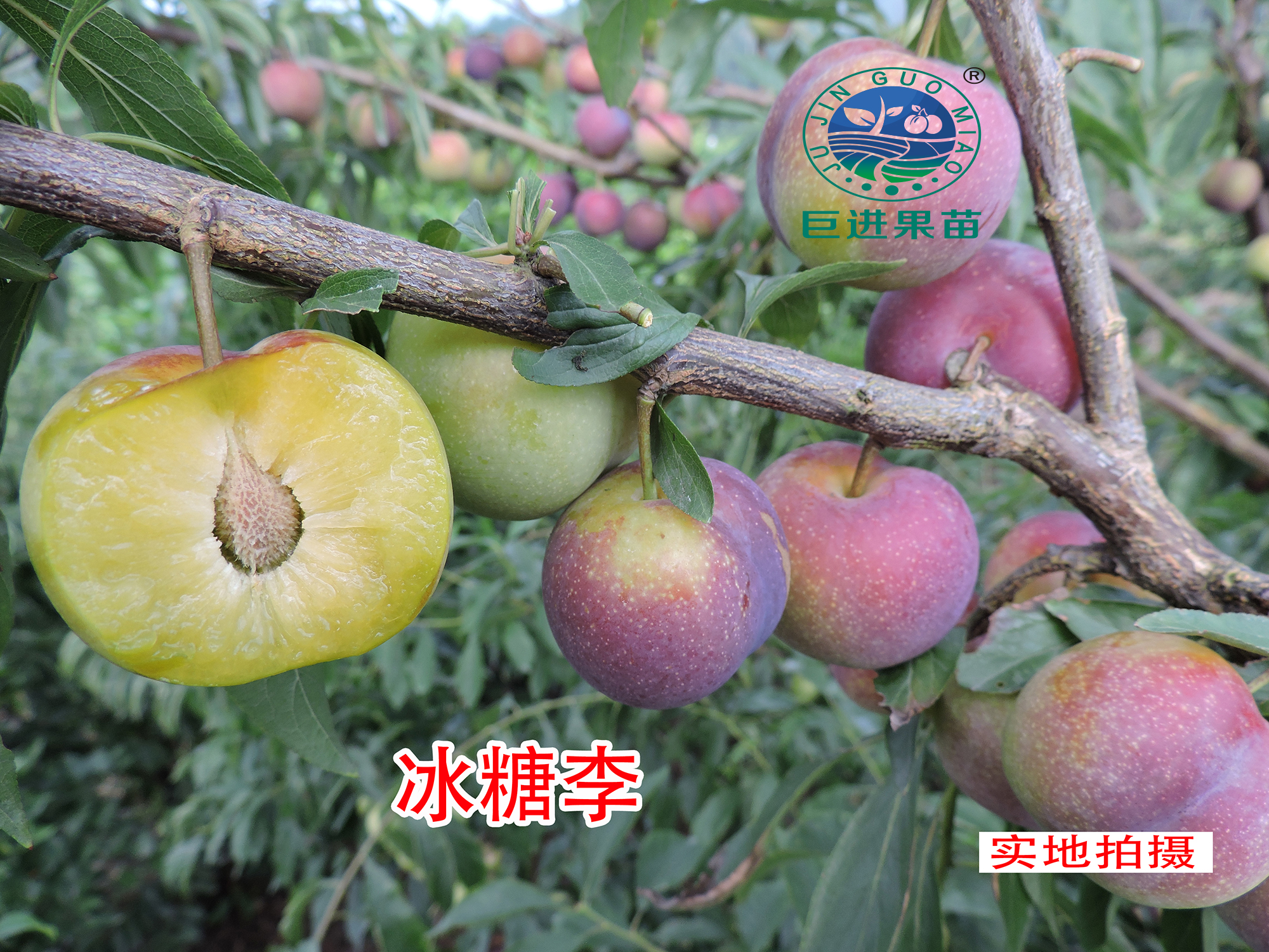 哪种李子效益最好,李子效益如何