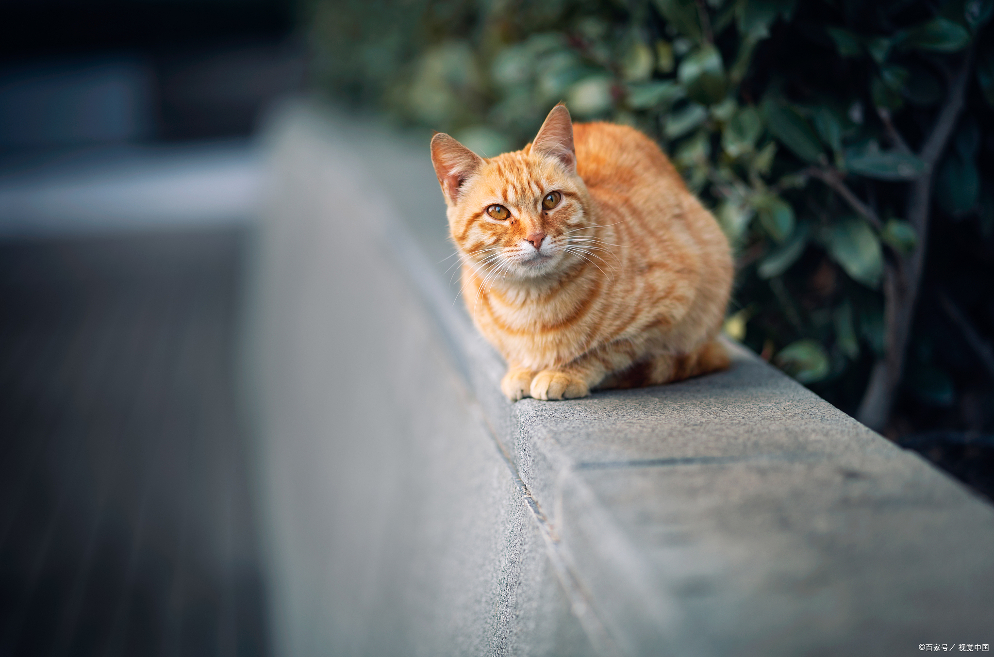 猫咪性格凶是为啥,铲屎的时候猫咪变凶了