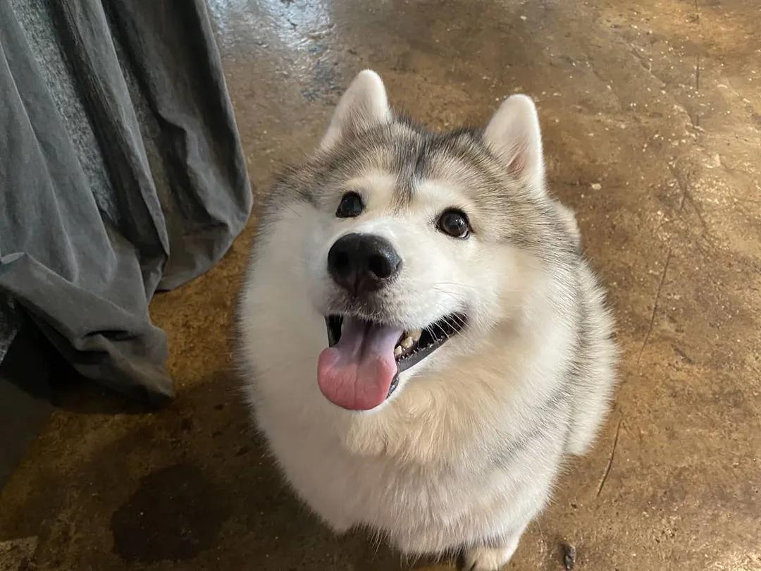 二哈减肥,为什么二哈会变瘦